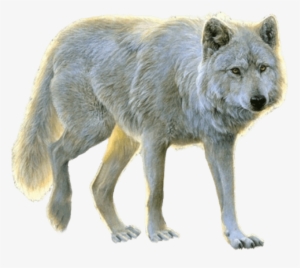 Free Png White Wolf Png Images Transparent - Animals Png For Photoshop #26698