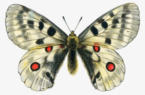 Butterfly Png Photo Free Vector #26699