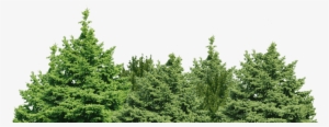 Forest Clipart Transparent - Want To Be Left Behind: Finding Rapture Here On Earth #27226 Forest Clipart Transparent - Want To Be Left Behind: Finding Rapture Here On Earth #27226
