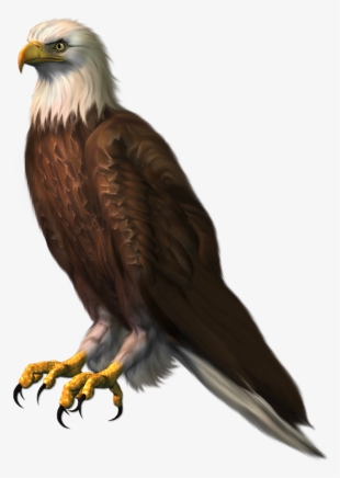 Eagle - Bald Eagle Png #27316
