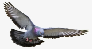 Pigeon, Dove Png - Pigeon Png #27361