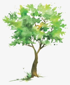 Duties Of The Tree Commission Include - Maple #27404