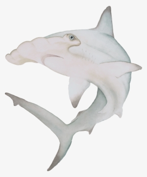 Watercolor Hammerhead Shark The Curious Wild Aoede - Hammerhead #27516