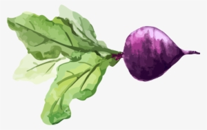 Chard Turnip Watercolor Painting Vegetable Food - Drawing #27716