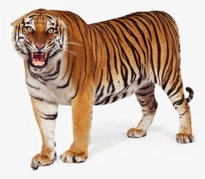 Standing Tiger Png Picture - Bengal Tiger White Background #27784