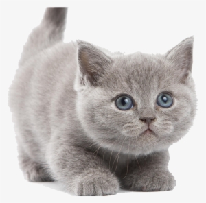 British Shorthair Kitten Png #27800