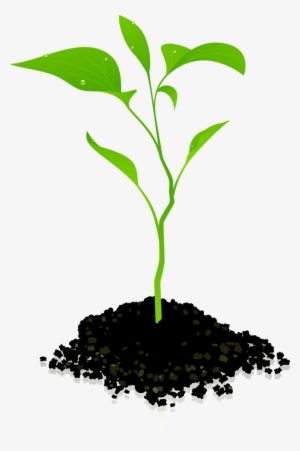 Growing Plant Png Photos - Growing Plant Png #27849