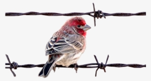 Bird On Barbedwire - Hareketli Kuş Resimleri #27917