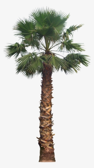 20 Free Tree Png Images - California Palm Tree Png #28200