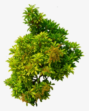 Bush Png Image - Shrub Top View Png #28266
