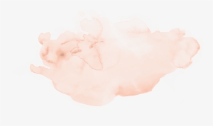 Human Body Louse #28292