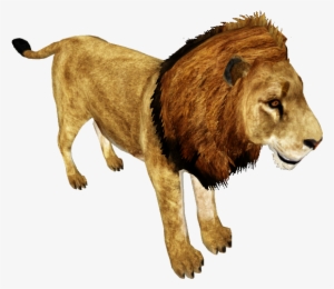 African Lion /version 1 - Wiki #28405