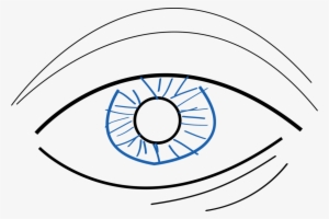Googly Eyes Drawing Simple Eye In Invertebrates Color - Simple Eye Drawing #28665