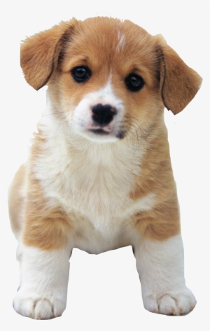 Cute Dog Png Picture Freeuse Download - Sweetest Animal #28708
