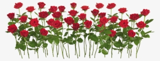 Free Png Red Rose Png Images Transparent - Red Rose Garden Png #28752