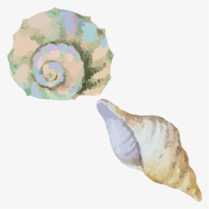 Clip Art Library Stock Sea Snail Conch Seashell Material - Transparent Watercolor Shells Clipart #28841