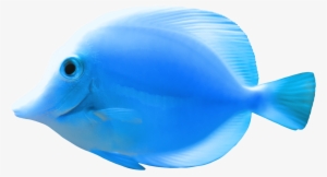 Blue Fish Png Clipart - Fish Png #29019 Blue Fish Png Clipart - Fish Png #29019