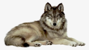 Wolf Png File #29022