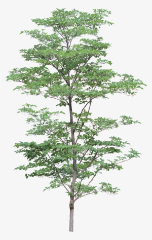 Tree Png Image - Tree Png #29179