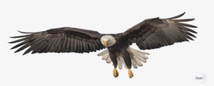 Flying Eagle Png Transparent Image - Transparent Eagle Png #29422