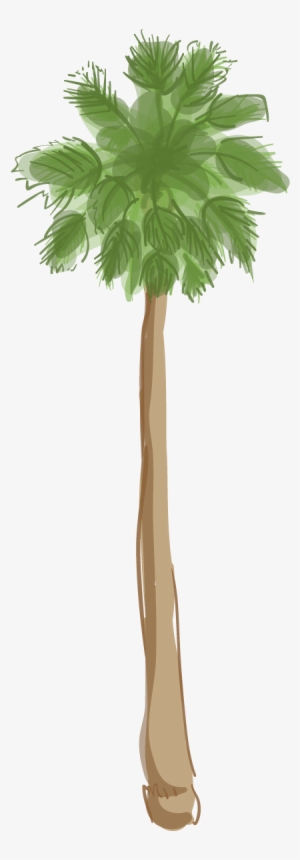 Canary Island Date Palm - Palm Trees #29657