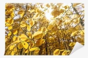 Maidenhair Tree #29808