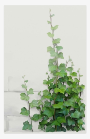 Watercolor Vines, Climbing Plant Poster 23*36 - Creeper Plants And Paintings #29936