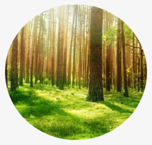 Cool Photoshop Sun Dawn Wood Amazing Spring Shadows - Mindblowing Nature Journal 15: 150 Page Lined Journal #200147