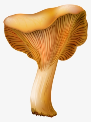 Chanterelle Mushroom Png Clip Art - Mushroom #200398