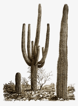 Cactus Png - Desert Cactus Png #200440