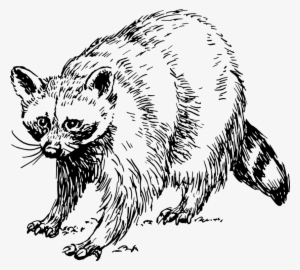 Baby Raccoon Giant Panda Squirrel Drawing - Raccoon Clipart Black And White #200467