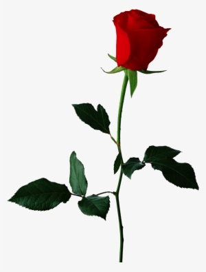 Single Red Rose Transparent Background - Red Rose No Background #200933
