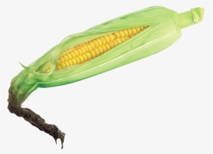 Corn Transparent Png File #201145