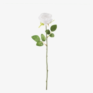 White Rose Download Transparent Png Image - White Flower Stem Png #202277