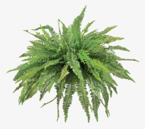 Transparent Fern Animated Picture Freeuse Stock - Transparent Fern Png #202295