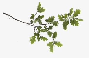Oak Branches Images Png #202339