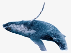 The Mtt Poker Tournament Jpg Freeuse - Transparent Whale #202396 The Mtt Poker Tournament Jpg Freeuse - Transparent Whale #202396