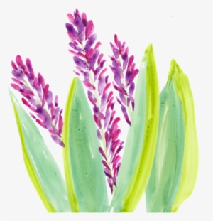 Local Artist Adds Flair To New Children's Book Series - Acianthera Pectinata #202401