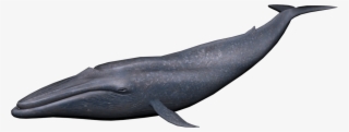 Blue Whale Png Image - Png Whale #202541