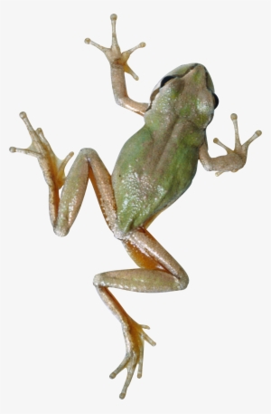 Frog Png #203475