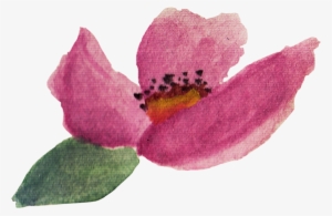 Baurbon And Graphics Pack Example Image - Trillium #203958