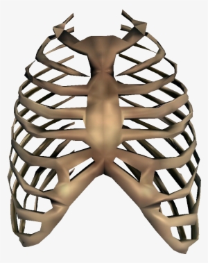 Rib Cage Transparent - Rib Png #203980