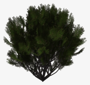 Evergreen Shrub Png #204407