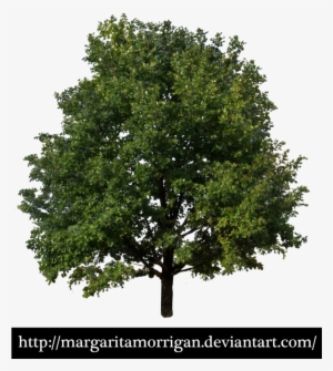 Tree 01 By Margarita-morrigan On Deviantart - Arbor Day Animated Gif #204872