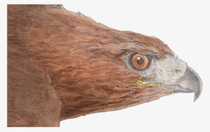 Red-tailed Hawk Detail - Red Tailed Hawk Png #205101