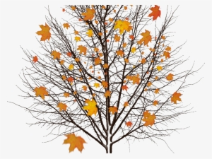 Autumn Tree With Leaves Isolated Object Png #205156
