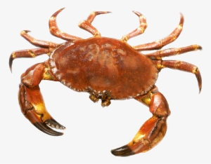 Crab With No Background #205208