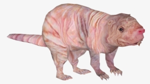 Naked Mole Rat - Filhote De Rato Png #205404