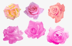 Pink Rose Png Image - Portable Network Graphics #205422