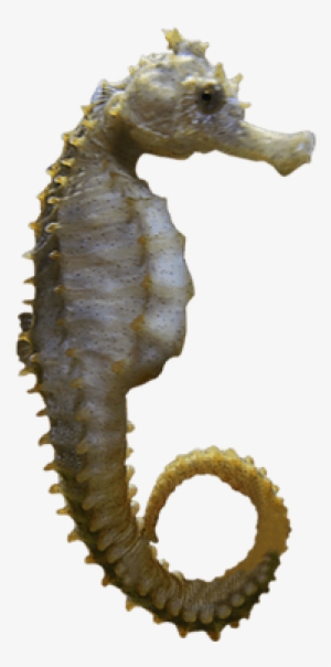 Portable Network Graphics #206072